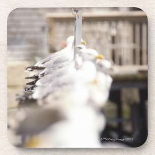 Gruppe Hering-Möven (Larus argentatus) auf a Getränkeuntersetzer