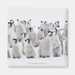 Gruppe Kaiser-Pinguine (Aptenodytes forsteri) Magnet