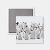 Gruppe Kaiserpinguine (Aptenodytes forsteri) Magnet (Vorderseite/Rückseite)