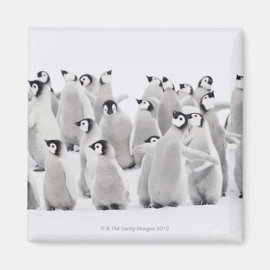 Gruppe Kaiserpinguine (Aptenodytes forsteri) Magnet (Vorne)