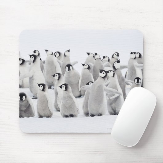 Gruppe Kaiserpinguine (Aptenodytes forsteri) Mousepad (Mit Mouse)