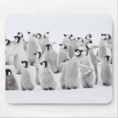 Gruppe Kaiserpinguine (Aptenodytes forsteri) Mousepad (Vorne)