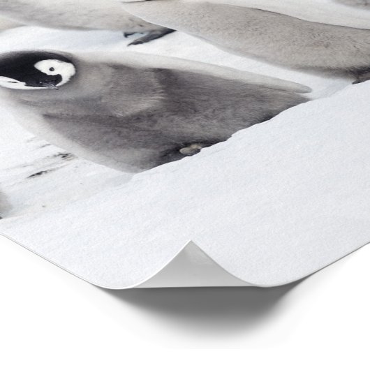 Gruppe Kaiserpinguine (Aptenodytes forsteri) Poster (Ecke)