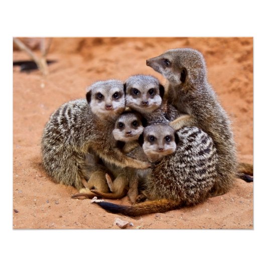 Gruppe Meerkats Poster (Vorderseite)