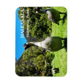 Gruppe Nēnē, Haleakalā National Park, Maui, HI Magnet (Vertikal)