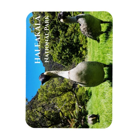 Gruppe Nēnē, Haleakalā National Park, Maui, HI Magnet (Vertikal)