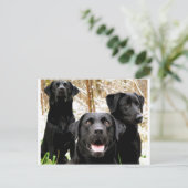Gruppe "Schwarzes Labor" Postkarte (Stehend Vorderseite)