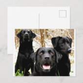 Gruppe "Schwarzes Labor" Postkarte (Vorne/Hinten)