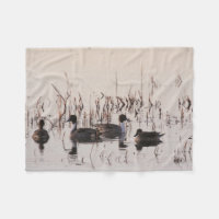 Gruppe Spießenten-Enten erfassen und Schwimmen in