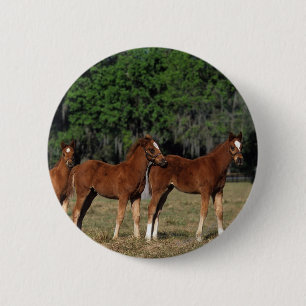 Gruppe Thoroughbred-Fohlen Button
