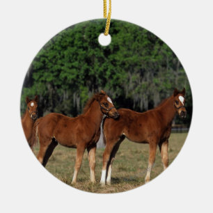 Gruppe Thoroughbred-Fohlen Keramik Ornament