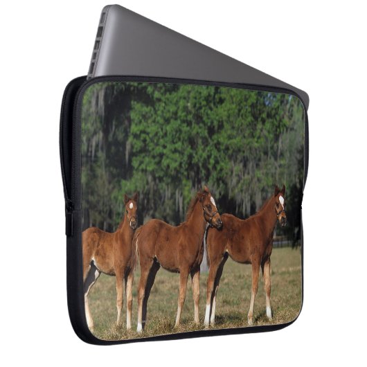 Gruppe Thoroughbred-Fohlen Laptopschutzhülle (Vorne Rechts)