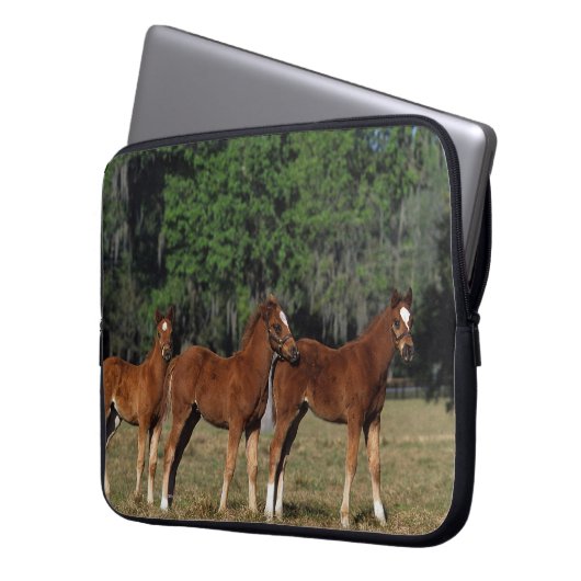 Gruppe Thoroughbred-Fohlen Laptopschutzhülle (Vorderseite Links)