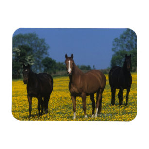 Gruppe Thoroughbred-Pferde Magnet