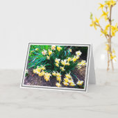 Gruppe von hellgelben Nadelöcken mit grünen Blätte Karte (Gelbe Blume)