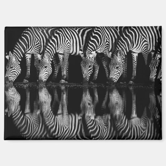 Gruppe von Steppenzebras trinkt nachts zusammen Magnet (Vorderseite)