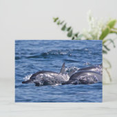 Gruppe von Tümmler - Oman Einladung (Stehend Vorderseite)