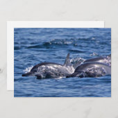 Gruppe von Tümmler - Oman Einladung (Vorne/Hinten)