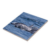 Gruppe von Tümmler - Oman Fliese (Seite)