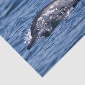 Gruppe von Tümmler - Oman Seidenpapier (Ausschnitt)