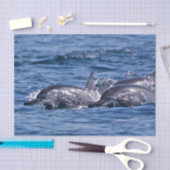 Gruppe von Tümmler - Oman Seidenpapier (Handwerk)