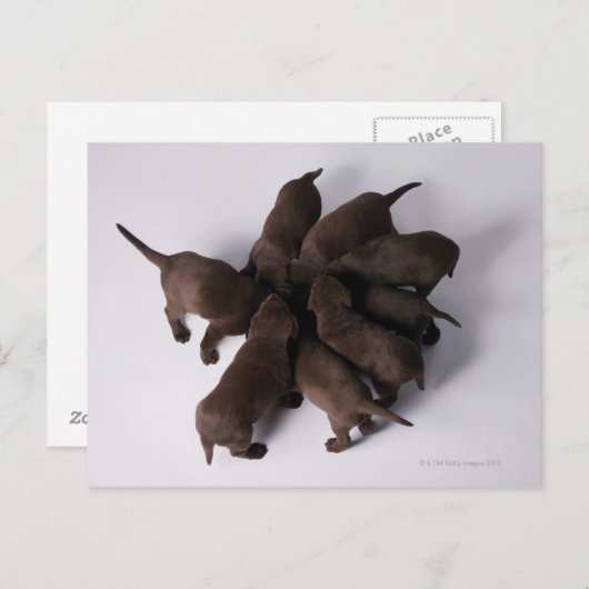 Gruppe von Welpen mit Kopf zusammen Postkarte (Vorne/Hinten)