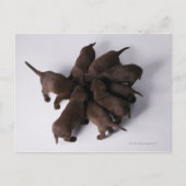 Gruppe von Welpen mit Kopf zusammen Postkarte (Vorderseite)