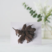 Gruppe von Welpen mit Kopf zusammen Postkarte (Stehend Vorderseite)