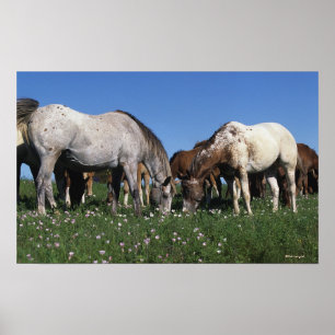 Gruppe weiden lassende Appaloosa-Pferde Poster
