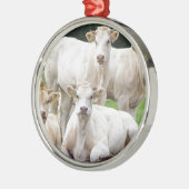 Gruppe weiße beige Kühe, die in der Wiese Silbernes Ornament (Links)