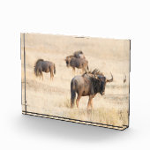 Gruppe wild lebender Foto (Rechts)