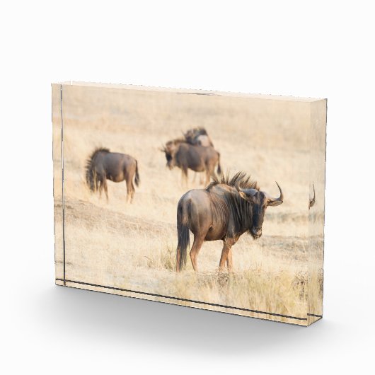 Gruppe wild lebender Foto (Rechts)