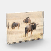 Gruppe wild lebender Foto (Links)