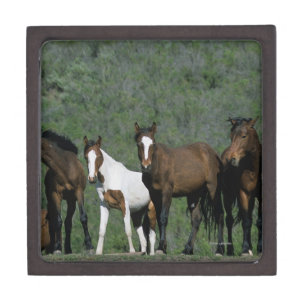 Gruppe wilde Mustang-Pferde Schachtel