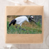 Grus japonensis (Insitu)