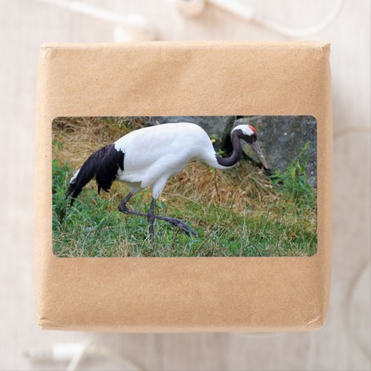 Grus japonensis (Insitu)