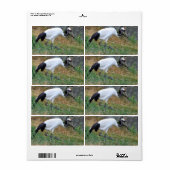 Grus japonensis (Vorne)