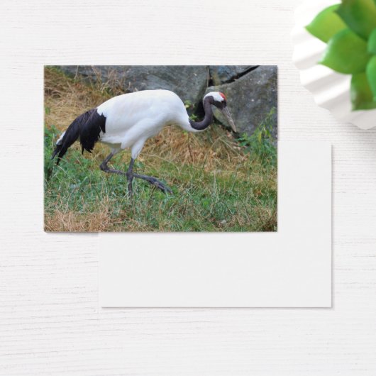 Grus japonensis (Schreibtisch)