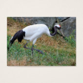 Grus japonensis (Vorderseite)