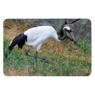 Grus japonensis magnet