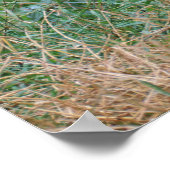 Grus japonensis poster (Ecke)