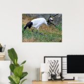 Grus japonensis poster (Heimbüro)