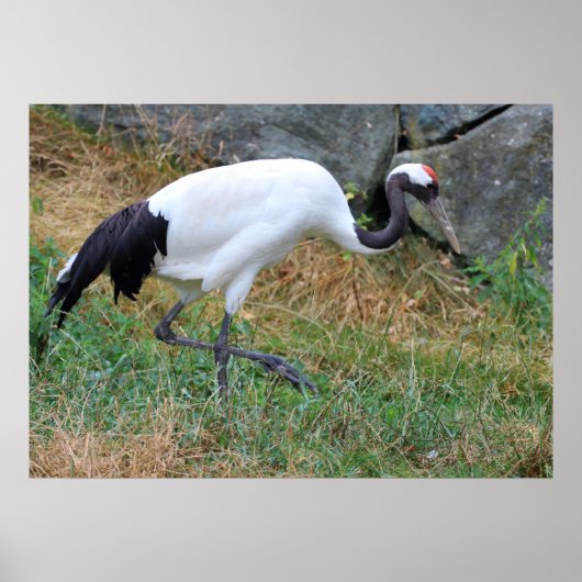 Grus japonensis poster (Vorne)