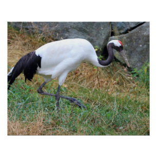 Grus japonensis poster