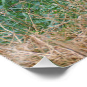 Grus japonensis poster (Ecke)