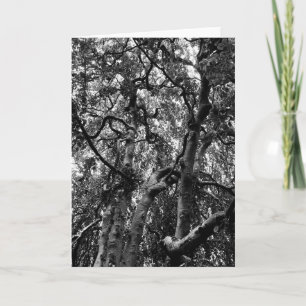 Gruselige Baumzweige Naturfotografie Karte