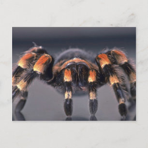 Gruselige Tarantel-Spinne Postkarte