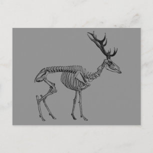 Gruselige vintage Skelett-Rentier-Zeichnung Postkarte