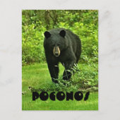 Gruß aus dem Poconos Hinterhof Schwarzer Bär Postkarte (Vorderseite)