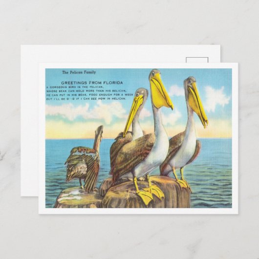 Gruß aus Florida, die Pelican-Familie Reisen Postkarte (Vorne/Hinten)